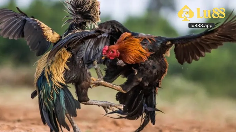 Đá Gà LU88